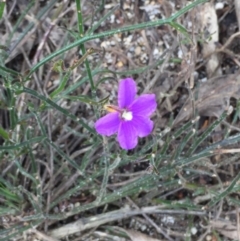 Scaevola ramosissima (Hairy Fan-flower) at Tathra, NSW - 6 Feb 2022 by KerryVance