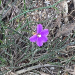 Scaevola ramosissima at Tathra, NSW - 6 Feb 2022 04:12 PM