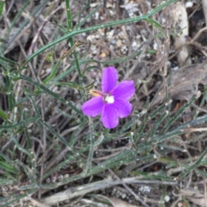 Scaevola ramosissima at Tathra, NSW - 6 Feb 2022