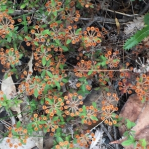 Pomax umbellata at Tathra, NSW - 6 Feb 2022