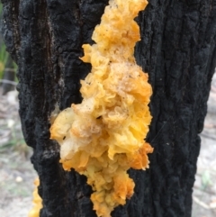 Unidentified Fungus (TBC) at Tathra, NSW - 6 Feb 2022 by KerryVance
