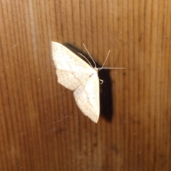 Scopula rubraria at Tathra, NSW - 8 Feb 2022 by KerryVance