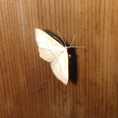 Scopula rubraria (Reddish Wave, Plantain Moth) at Tathra, NSW - 8 Feb 2022 by KerryVance2