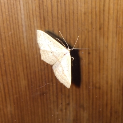 Scopula rubraria at Tathra Public School - 8 Feb 2022 by KerryVance