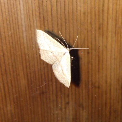 Unidentified Geometer moth (Geometridae) at Tathra, NSW - 8 Feb 2022 by KerryVance