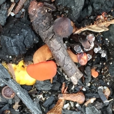 Unidentified Fungus at Tathra, NSW - 6 Feb 2022 by KerryVance2