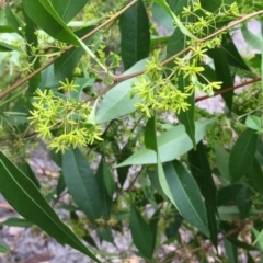 Dodonaea triquetra (Large-leaf Hop-Bush) at Tathra, NSW - 6 Feb 2022 by KerryVance