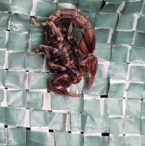 Lychas sp. (genus) at Tinderry, NSW - 13 Feb 2022 01:28 PM