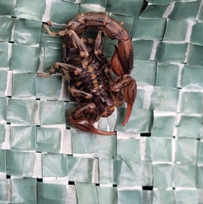 Lychas sp. (genus) (Marbled scorpion) at Tinderry, NSW - 13 Feb 2022 by TinderryJulie
