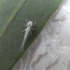 Ephemeroptera (order) (Unidentified Mayfly) at Molonglo Valley, ACT - 6 Feb 2022 by Amata