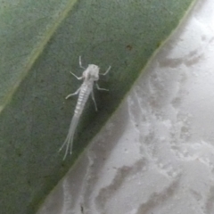 Ephemeroptera (order) (Unidentified Mayfly) at Coombs Ponds - 6 Feb 2022 by Birdy