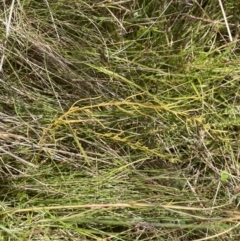 Thesium australe (Austral Toadflax) at Tennent, ACT - 13 Feb 2022 by MattM