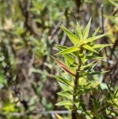 Melichrus urceolatus (Urn Heath) at Block 402 - 13 Feb 2022 by pixelnips