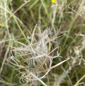 Epilobium billardiereanum subsp. cinereum at Deakin, ACT - 13 Feb 2022 12:27 PM