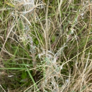 Epilobium billardiereanum subsp. cinereum at Deakin, ACT - 13 Feb 2022