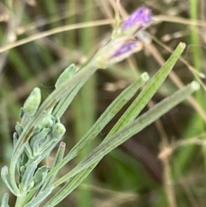 Epilobium billardiereanum subsp. cinereum at Deakin, ACT - 13 Feb 2022