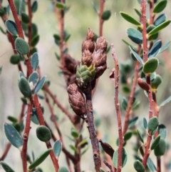 Brachyloma daphnoides (Daphne Heath) at Stromlo, ACT - 13 Feb 2022 by pixelnips