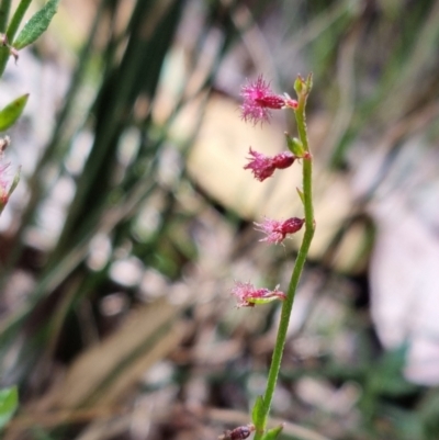 Gonocarpus tetragynus (Common Raspwort) at Block 402 - 13 Feb 2022 by pixelnips