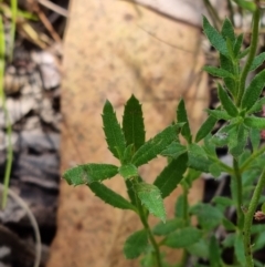 Gonocarpus tetragynus at Stromlo, ACT - 13 Feb 2022