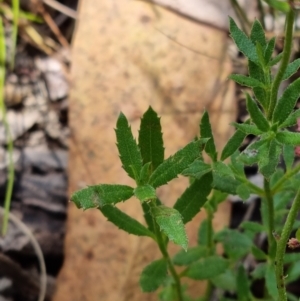 Gonocarpus tetragynus at Stromlo, ACT - 13 Feb 2022