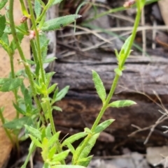 Gonocarpus tetragynus at Stromlo, ACT - 13 Feb 2022 02:19 PM