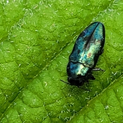Neospades aurocyanea (A jewel beetle) at Tidbinbilla Nature Reserve - 13 Feb 2022 by trevorpreston