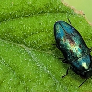 Neospades aurocyanea at Paddys River, ACT - 13 Feb 2022 01:15 PM