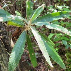 Bedfordia arborescens at Paddys River, ACT - 13 Feb 2022 01:09 PM