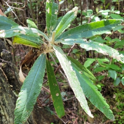 Bedfordia arborescens (Blanket Bush) at Tidbinbilla Nature Reserve - 13 Feb 2022 by tpreston