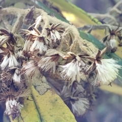 Bedfordia arborescens at Paddys River, ACT - 13 Feb 2022 01:09 PM