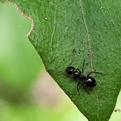 Formicidae (family) (Unidentified ant) at Paddys River, ACT - 13 Feb 2022 by tpreston