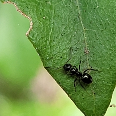 Formicidae (family) (Unidentified ant) at Paddys River, ACT - 13 Feb 2022 by tpreston