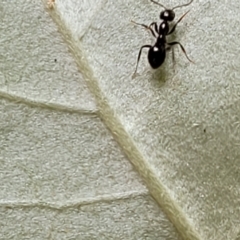 Formicidae (family) at Paddys River, ACT - 13 Feb 2022