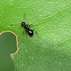 Formicidae (family) at Paddys River, ACT - 13 Feb 2022