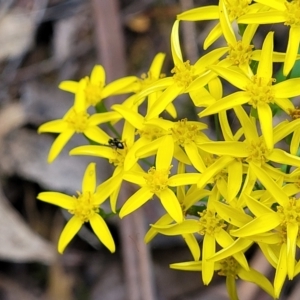 Senecio linearifolius var. latifolius at Paddys River, ACT - 13 Feb 2022