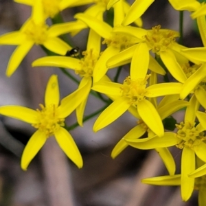 Senecio linearifolius var. latifolius at Paddys River, ACT - 13 Feb 2022