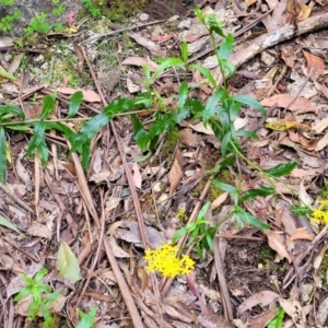 Senecio linearifolius var. latifolius at Paddys River, ACT - 13 Feb 2022