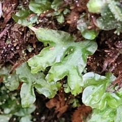 Unidentified Moss / Liverwort / Hornwort (TBC) at Paddys River, ACT - 13 Feb 2022 by tpreston