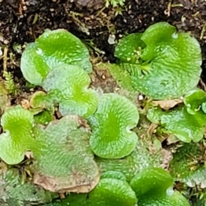 Lunularia cruciata at Paddys River, ACT - 13 Feb 2022 12:40 PM