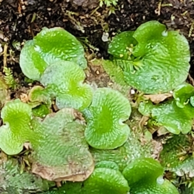 Lunularia cruciata (A thallose liverwort) at Paddys River, ACT - 13 Feb 2022 by trevorpreston