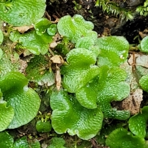 Lunularia cruciata at Paddys River, ACT - 13 Feb 2022