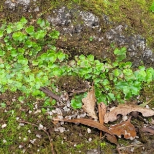 Lunularia cruciata at Paddys River, ACT - 13 Feb 2022