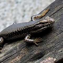 Eulamprus heatwolei (Yellow-bellied Water Skink) at Paddys River, ACT - 13 Feb 2022 by trevorpreston