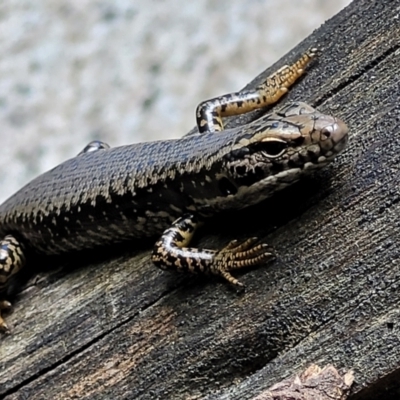 Eulamprus heatwolei (Yellow-bellied Water Skink) at Paddys River, ACT - 13 Feb 2022 by trevorpreston