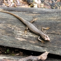 Eulamprus heatwolei at Paddys River, ACT - 13 Feb 2022 12:37 PM