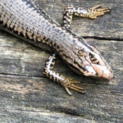 Eulamprus heatwolei at Paddys River, ACT - 13 Feb 2022