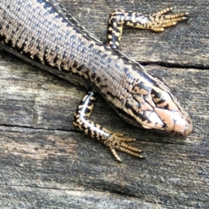 Eulamprus heatwolei at Paddys River, ACT - 13 Feb 2022 12:37 PM