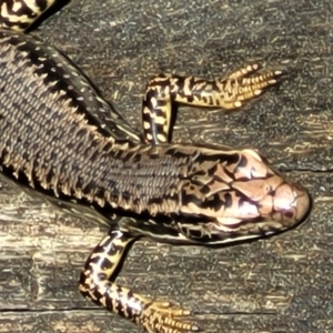 Eulamprus heatwolei at Paddys River, ACT - 13 Feb 2022 12:37 PM