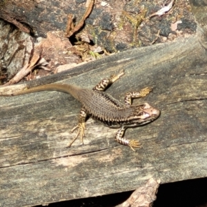 Eulamprus heatwolei at Paddys River, ACT - 13 Feb 2022 12:37 PM