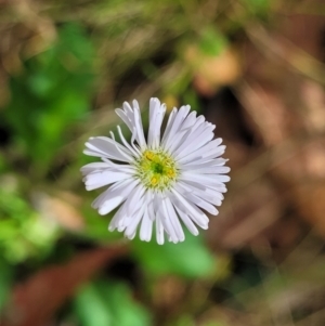 Lagenophora stipitata at Paddys River, ACT - 13 Feb 2022